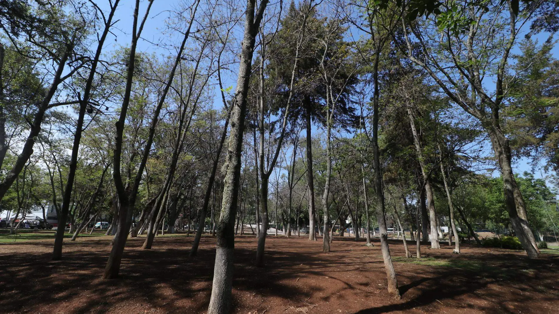 BOSQUES_FMM (6)